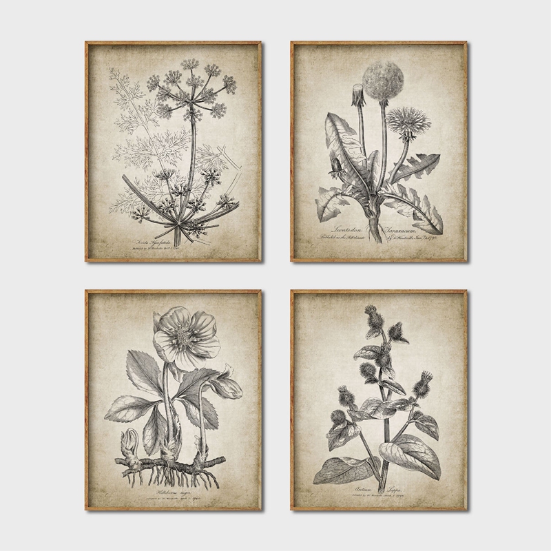 Live Plant Fertilizer - Affiches et imprimés botaniques antiques, peinture