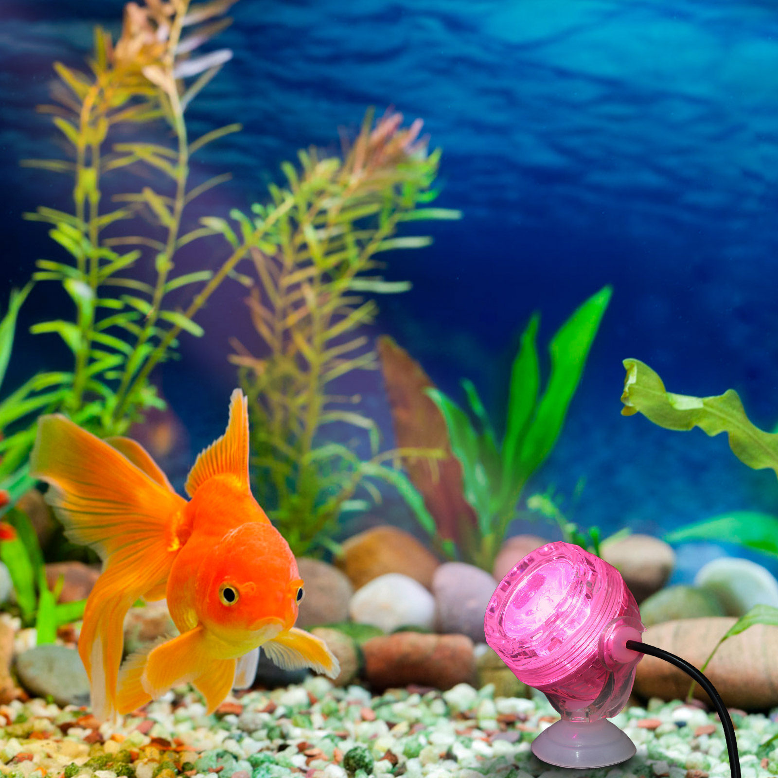 Petite lampe LED pour aquarium - Aquarium Fish Rainbow avis et prix