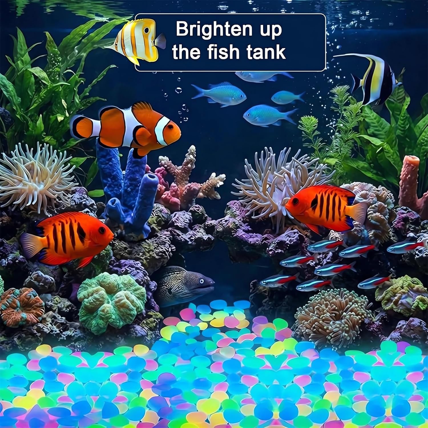 Galets Lumineux Colorés 2026 - - Aquarium Fish Rainbow avis et prix