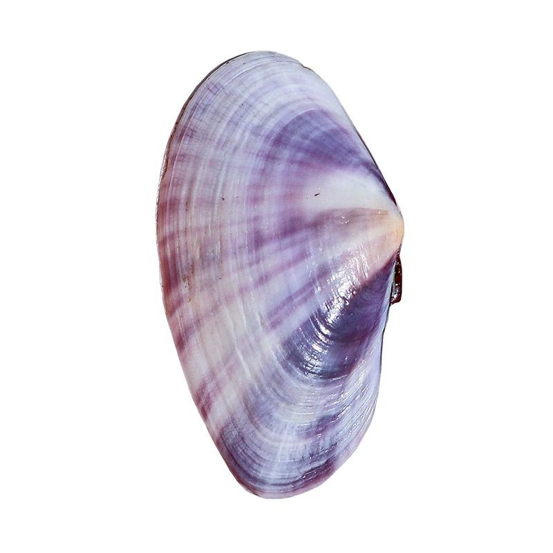 Longue palourde violette, conq - Aquarium Fish Gallery avis et prix