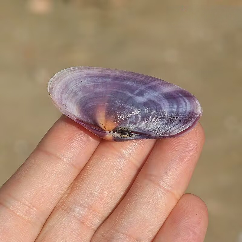 Longue palourde violette, conq - Aquarium Fish Gallery avis et prix