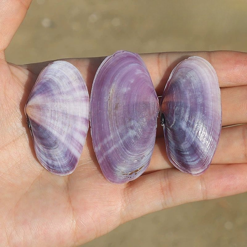 Longue palourde violette, conq - Aquarium Fish Gallery avis et prix