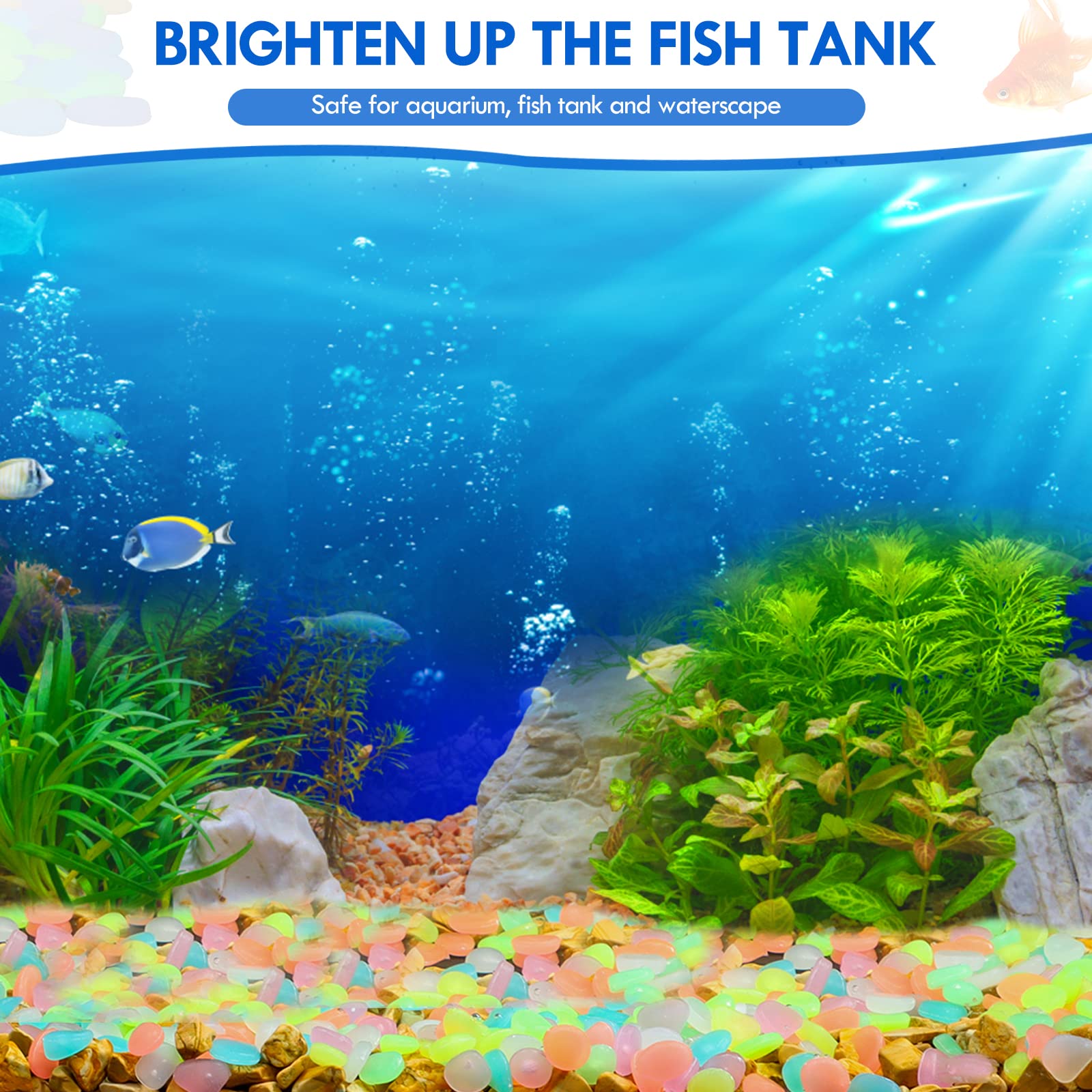100 pièces brillent dans le no - Aquarium Fish Gallery avis et prix