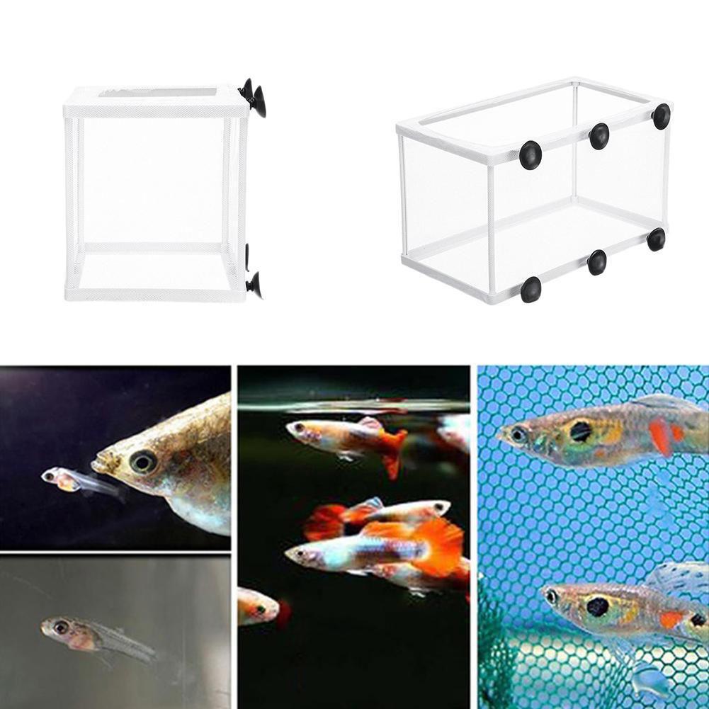 Boîte d'isolation d'éclosion p - Aquarium Fish Trap avis et prix